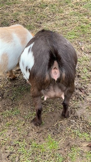Country Oak Acres on Instagram: "As a goat breeder, breeding for conformation, dairy and correct udder structure I sure get excited when I see first fresheners (first time moms) looking like this! These are both Wonderland GJ Maserati daughters, he is sure improving rear udder height, placement and medial in his daughters! Maserati has produced so many correct & beautiful daughters🤍 These girls are 7 & 8 days from their due dates. #love #family #fyp #viral #goatlove"