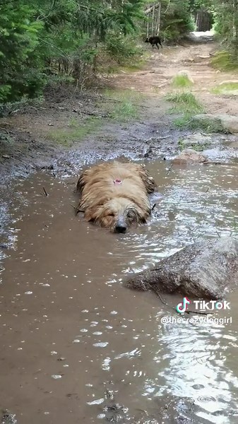 Golden Retriever Having Fun in the Mud