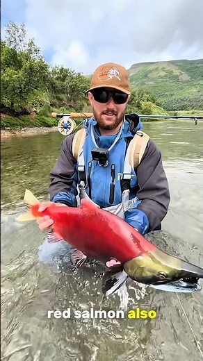 Sockeye Salmon Secrets 🐟 Why This Bright Red Fish Is Perfect for Sashimi! #facts #sashimi #salmon