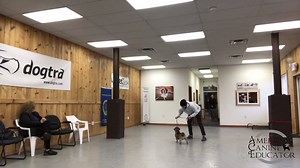 4.2K views · 95 reactions | No Bad Dogs, even ones that bite me. Great before and after footage with our senior pug PJ. So happy to help you be the best dog you can be PJ ❤️ | Tom Davis Dog Training | Facebook