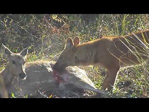 Coyote eating the deer alive