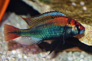 Haplochromis ~ Detailed Information | Photos | Videos