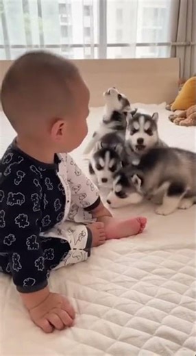 Baby Tries to Talk to Husky and it’s the Cutest Thing Ever! 🥺🐺 #Shorts