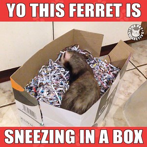 214K views · 4.8K reactions | How many sneezes did you count? | The Pet Collective | Facebook