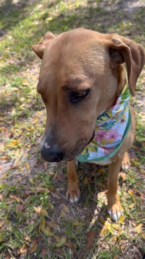 9.8K views · 384 reactions | Here’s the scoop… Bonnie has been with...