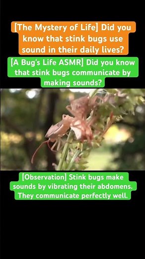 [A Bug's Life ASMR] Did you know that stink bugs communicate by making sounds? #taylorsversion #4k