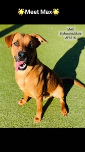 18K views · 204 reactions | DOG OF THE WEEK Meet Max – Your New...