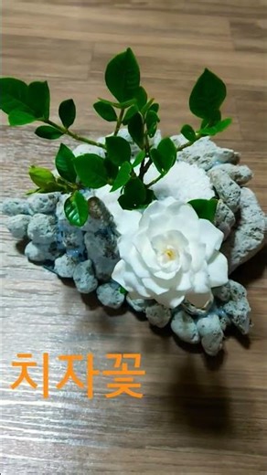치자꽃#남해군화#가드니아향수#치자밥#힐링#남해여행#장마#엽서#신부#치자열매#노란손수건#단무지#사랑의묘약#치자꽃설화#부케#달콤함#첫사랑#염색#힐링관광상품#잔치음식#하얀장미#바람개비