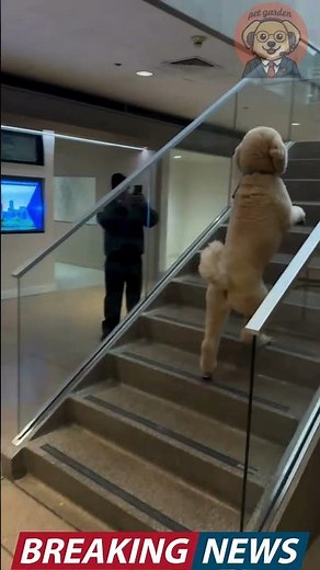 Dog Performs Incredible Two-Leg Stair Trick