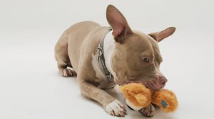 An innocent looking pitbull canine bitting and playing with a teddy bear toy - Free Stock Video