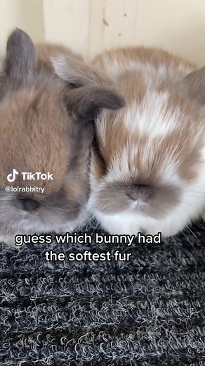 i support wearing fur (my rabbits shed on me every day)