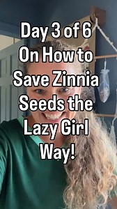 👋🏻Day 4 of “How to Save Zinnia Seeds the Lazy Girl Way!” This step is one most people skip—but it’s the secret to having healthy seeds that actually sprout next year. 🌱✨ Once you’ve chosen the flower heads you want to save seeds from, they need to fully dry for at least 2–3 weeks. Why? Because moisture = mold, and mold = ruined seeds. 🚫 ✅ Place them in a breathable organza bag (my lazy girl fave!) or spread them out on a tray somewhere dry, airy, and out of direct sun. ✅ Make sure there’s pl