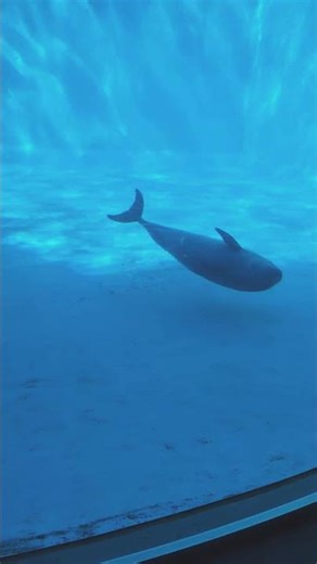 イルカの親子の優雅に泳ぐ姿をみてみて〜！#生き物#名古屋港水族館#イルカ #shorts