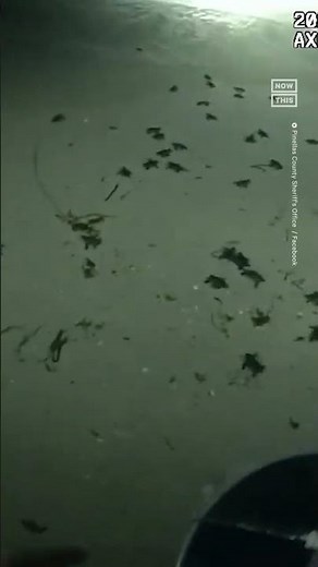 Baby Sea Turtles Returned to Ocean After Getting Lost in the Dark 🐢