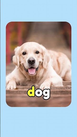 Do you know the letter D | D is for Dog | ABC Phonics Song