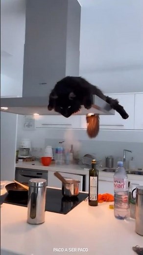 Giant maine coon cat breeder | mainecoonsize.com