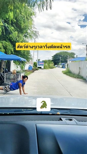 Animals running in front of cars: chickens, cats, and monitor lizards #coincidence #funny #comedy...