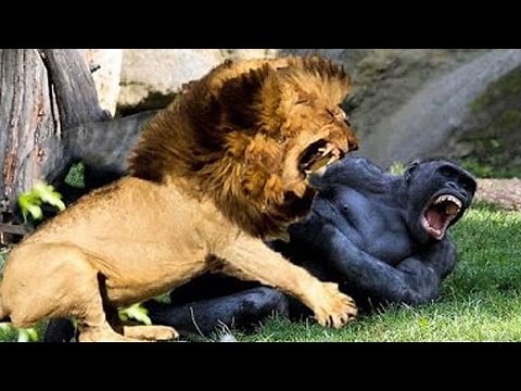 10 Crazy Animal Fights Caught On Camera