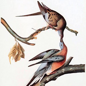 The Story of Extinct Passenger Pigeons and Their Possible "De-Extinction"