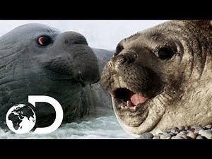 Elephant Seals Come Ashore To Breed | Wildest Latin America