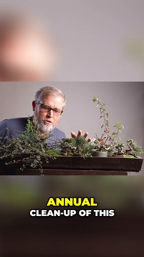 Mame bonsai may be tiny, but they come with BIG personality 🌱✨ Throwing it back to last year’s annual tray clean-up—12 little trees, one very happy Eric. Would you ever try growing mame? #bonsai #mamebonsai #tinybonsai #bonsaistyle #bonsailife #bonsaicommunity #juniperbonsai #cotoneasterbonsai #shohin #bonsaitips #bonsaicare #bonsaify #throwbackbonsai | Bonsaify