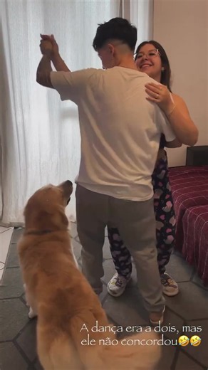 Golden Retriever flying trick with Camila — cute dog video