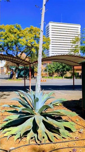 Agave americana, commonly known as the Century Plant🥰 #nature
