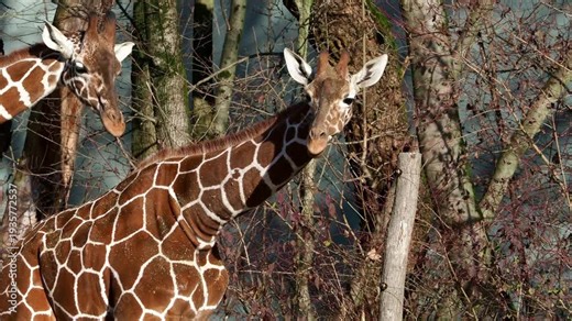 Giraffe, Giraffa camelopardalis is an African even-toed ungulate mammal, the tallest living terrestrial animal and the largest ruminant.
