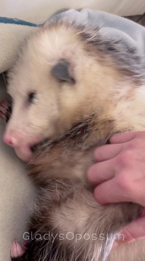 Gladys the Opossum: Talking Pet and Trash Cat Influencer