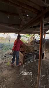 789K views · 17K reactions | នឹកជីវភាពពីក្មេង មកពីលេងឈូស ពុកប្រើដាក់ចំប៉ើងគោ | MP Printing Services | Facebook