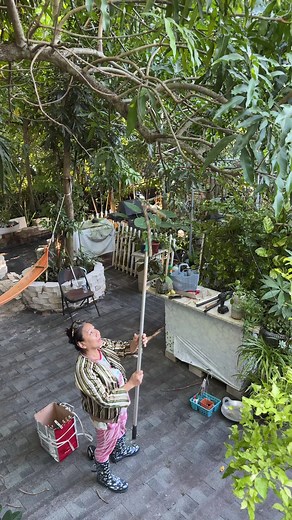 How to make mama Judy’s DIY pruning tool 2.0 for this tall trees! 👩🏻‍🌾 | Judy Bao Garden