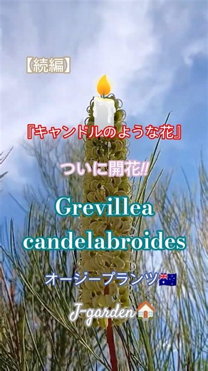 『キャンドル🕯️のような花』キャンデラブロイデス 開花 グレビレア #shorts #グレビレア #オージープランツ #花 #flower