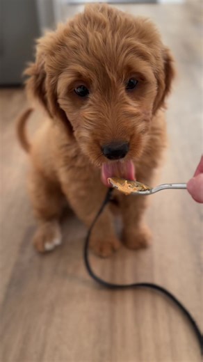 A puppy and her peanut butter… #goldendoodle #goldendoodlesoftiktok #goldendoodlepuppy #fyp #goldendoodlelife