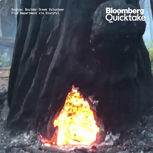 Tree Found Burning From Inside Out in California State Park