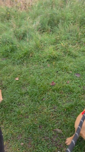 3.9K views | What's worse than having one labrador covered in mud?... having TWO益 | It's a Woof Life | Facebook