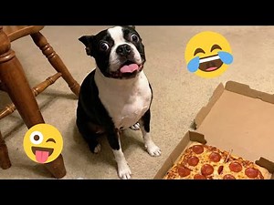 Funny Dogs Compilation – Best Dog Videos 2025 🐕🤣 #12