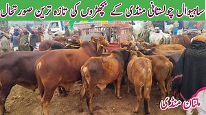 Cattle Market Multan Mandi Latest Pure Update Low Rates Cattle Mandi Multan | Business talks with MK
