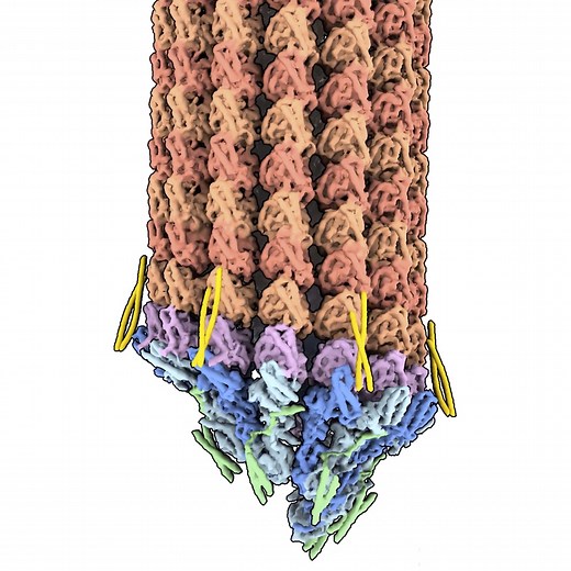Structure of γ-Tubulin Ring Complex provides insights into nucleation process behind microtubule formation - MRC Laboratory of Molecular Biology