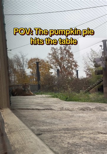 It’s pumpkin pie season! #akronzoo #tiger #thanksgiving #pie #zoo