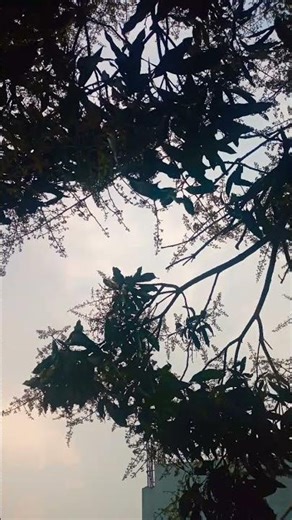 #viralreels #viral #green 🍃💚