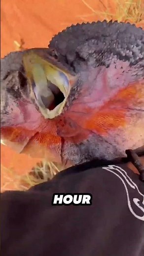 What happens when you scare a frill neck lizard! #shortvideo