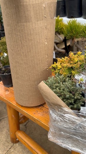 29 reactions · 7 comments | For anyone wondering how I pack plants and ship. Hope this helps ! Always improving, I’ve found this method to be the best method for me, and I believe this will translate to safe and secured shipments to our customers. | Carolina Conifers Nursery & Landscape | Facebook