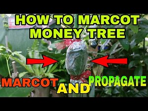 HOW TO MARCOT MONEY TREE,MARCOTING ANG PROPAGATING MONEY TREE,SIMPLE AND EASY WAY,MUTYA BALILING,