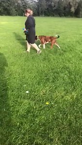 Step no.4 How to teach ‘Leave’ Command - Step by Step ‘LEAVE IT’ while moving toy or ball - Release ‘GO’ so that your dog can go back and have fun finding it. You can see how Gonzo corrected herself from chasing the ball without being released. This series demonstrates how you can teach you dog the ‘Leave’ command in different ways, and progress to higher level of accuracy. For me, the ‘Leave’ Command is one of the most important commands. When mastered well you can ask your dog to Leave eating 