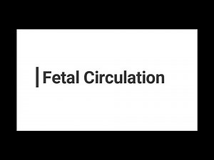 Fetal Circulation