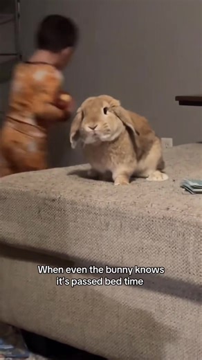 Peak Rabbit Drama: Hilarious Bunny Moments