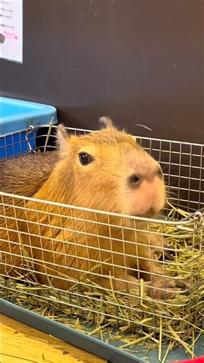 干し草のお部屋でリラックス🌱 #capybara #カピバラ