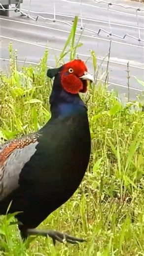 Pheasant Walking With Caution