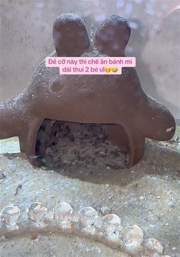 Cá Két Sinh Sản & Đàn Con Đông Đúc