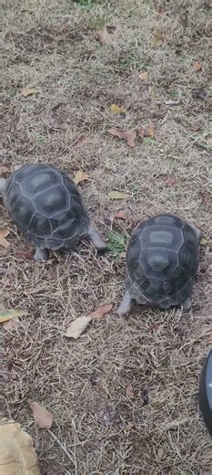 The ninja turtles,meet fast and the furious